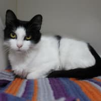 Photo of Sylvia