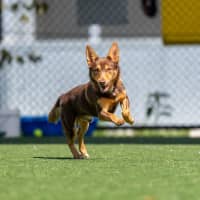 Photo of Bonsai Imp 248