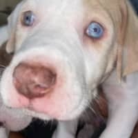 Photo of Hercules