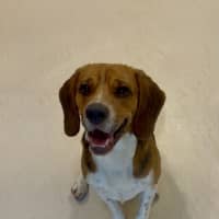 Photo of Toby