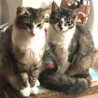 Photo of Cuddles And Sweetness