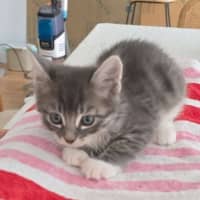 Photo of Chai