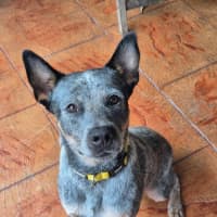 Photo of Scout