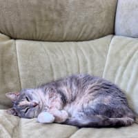 Photo of Susan Uffelman