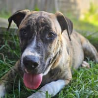 Photo of Bernard *$350 Adoption Fee*