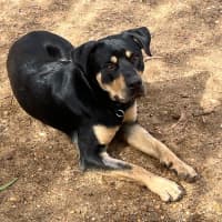 Photo of Jax 