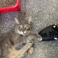 Photo of Socks And Wilbur