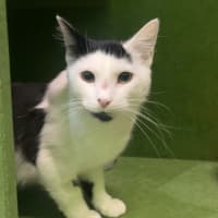Photo of Moscato