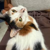 Photo of Pumpkin