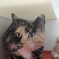 Photo of 🌖 Agatha 6518 🌖