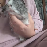 Photo of Scruffy / Chip