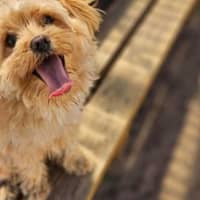 Photo of Pikelet 