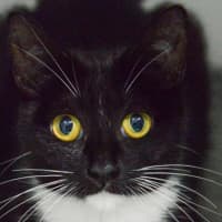 Photo of Ophelia 