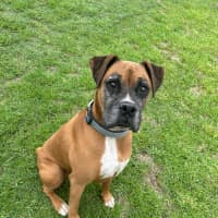 Photo of Bailey