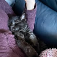 Photo of Smudge