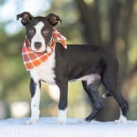 Photo of Blaze
