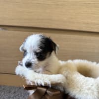 Photo of Boba