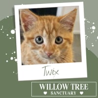 Photo of Twix
