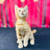 Photo of Pumpkin (Located In Preston)