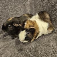 Photo of Daisy & Poppy