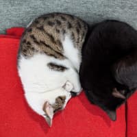 Photo of Tabitha