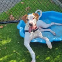 Photo of Dozer