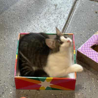 Photo of Coco