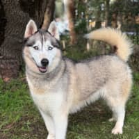Photo of Luna