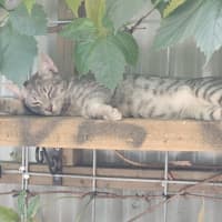 Photo of Pitt ** 2nd Chance Cat Rescue**