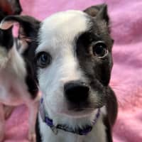 Photo of D1143 Marvin