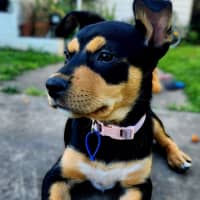 Photo of Gretel   11 Week Old Kelpie X (Trial)