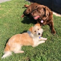 Photo of Luisa   19 Month Old Jack Russell X (Trial)