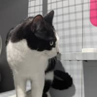 Photo of Otto 