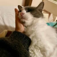 Photo of Cuddles