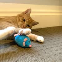 Photo of Sammy