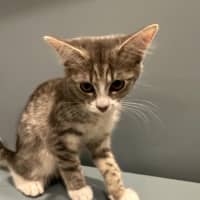 Photo of Mort Meet Me @Petstock Mornington Nepean Hwy 