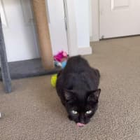 Photo of Pansy