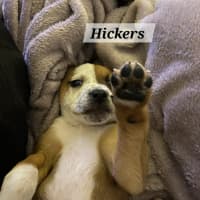 Photo of Hickers