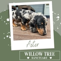 Photo of Aster