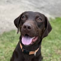 Photo of Marley