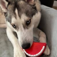 Photo of Halo   18 Month Old Husky