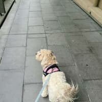 Photo of Penny   1 Year Old Cavoodle