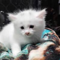 Photo of Aisha
