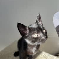 Photo of Nyra
