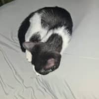 Photo of Jelly Bean