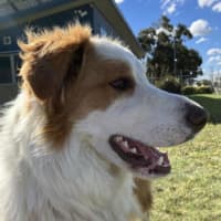 Photo of Scooby