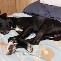 Photo of Banjo/Blackie