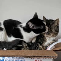 Photo of Oreo & Elisha 