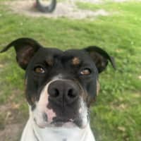 Photo of Meeko