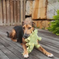Photo of Ruby